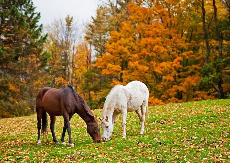 Fall Horse Camp 