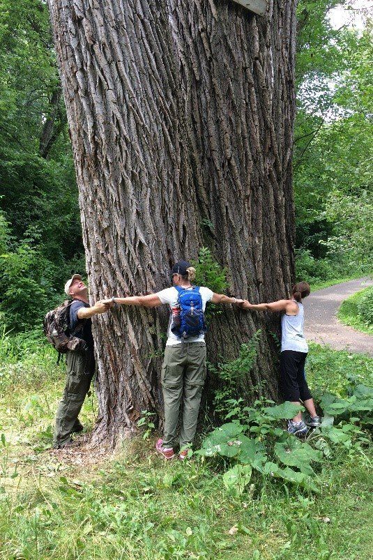 Tree Stewards Volunteer Training (Lake Elmo)