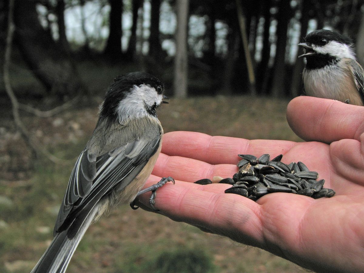 Birdwatching and Birding