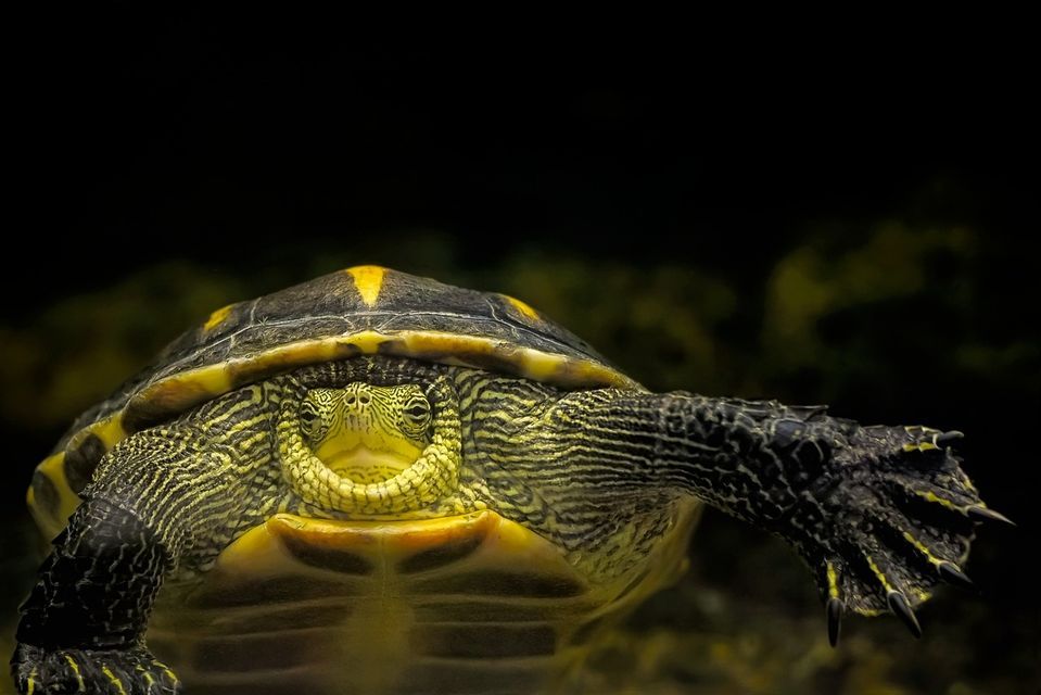 Lets Shellebrate Turtles! Anatomy, Burlington County Agricultural ...