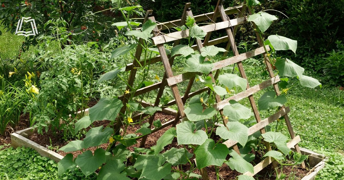 Master Gardener Series: Vertical Gardening