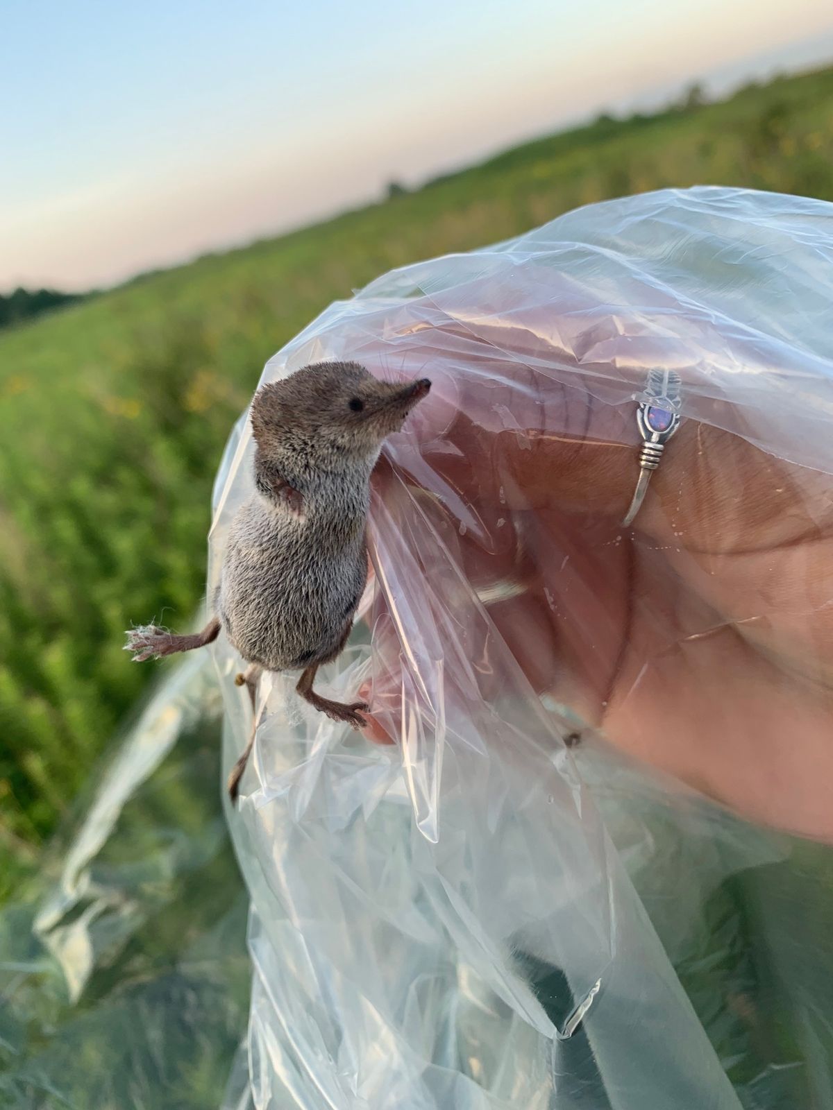 \u201cThe Little Things\u201d: Small Mammals & Prairie Restoration \u2013 Part 1