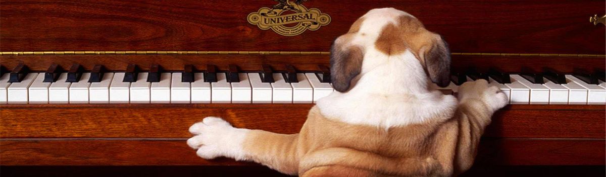 Piano For Paws - A Dueling Piano Event Supporting Big Lake Humane Society!