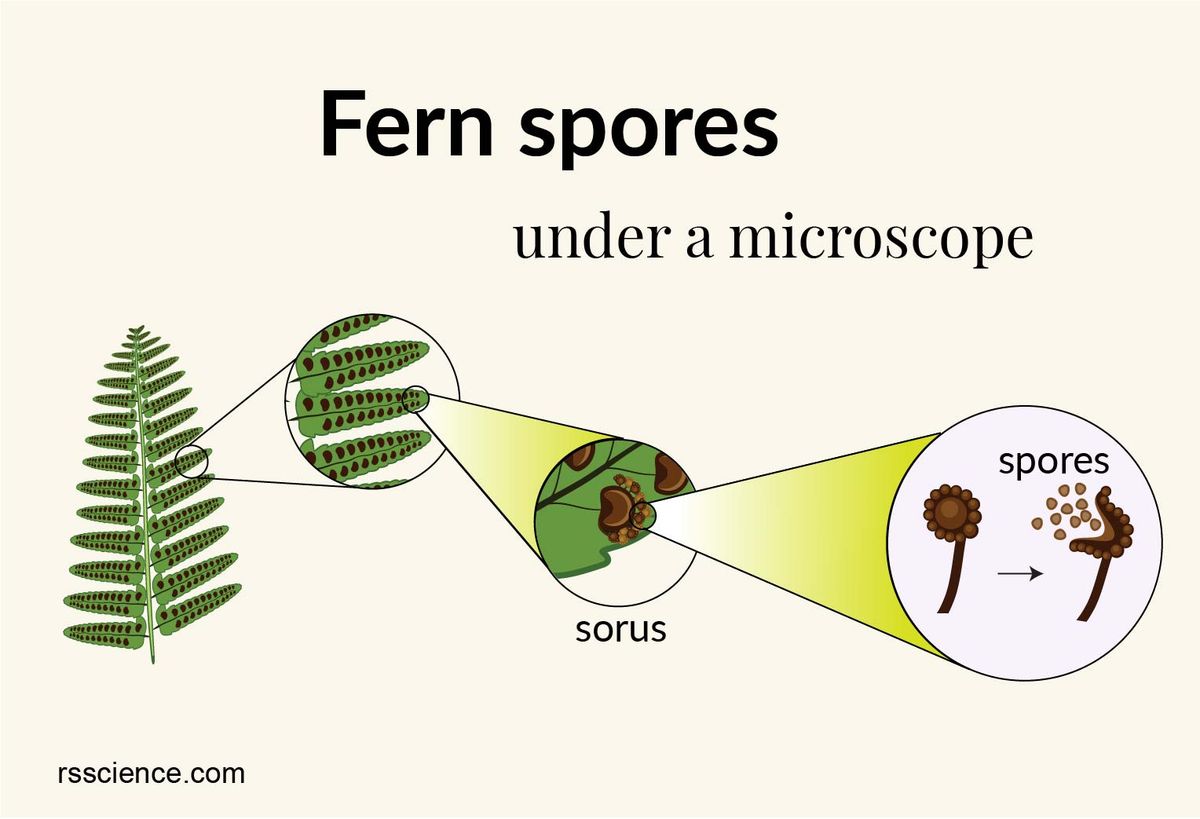 Fern Spores