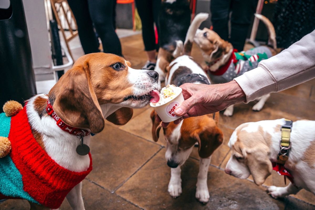 BEAGLE CAFE - MANCHESTER