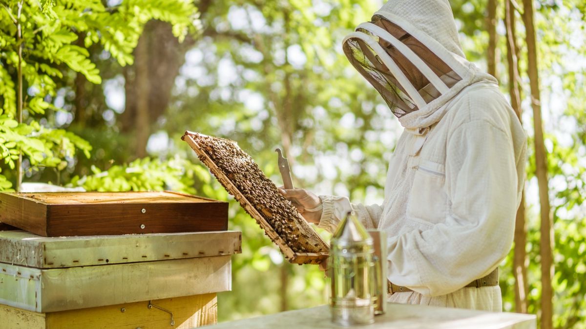 *FULLY BOOKED* Beekeeping Taster Experience