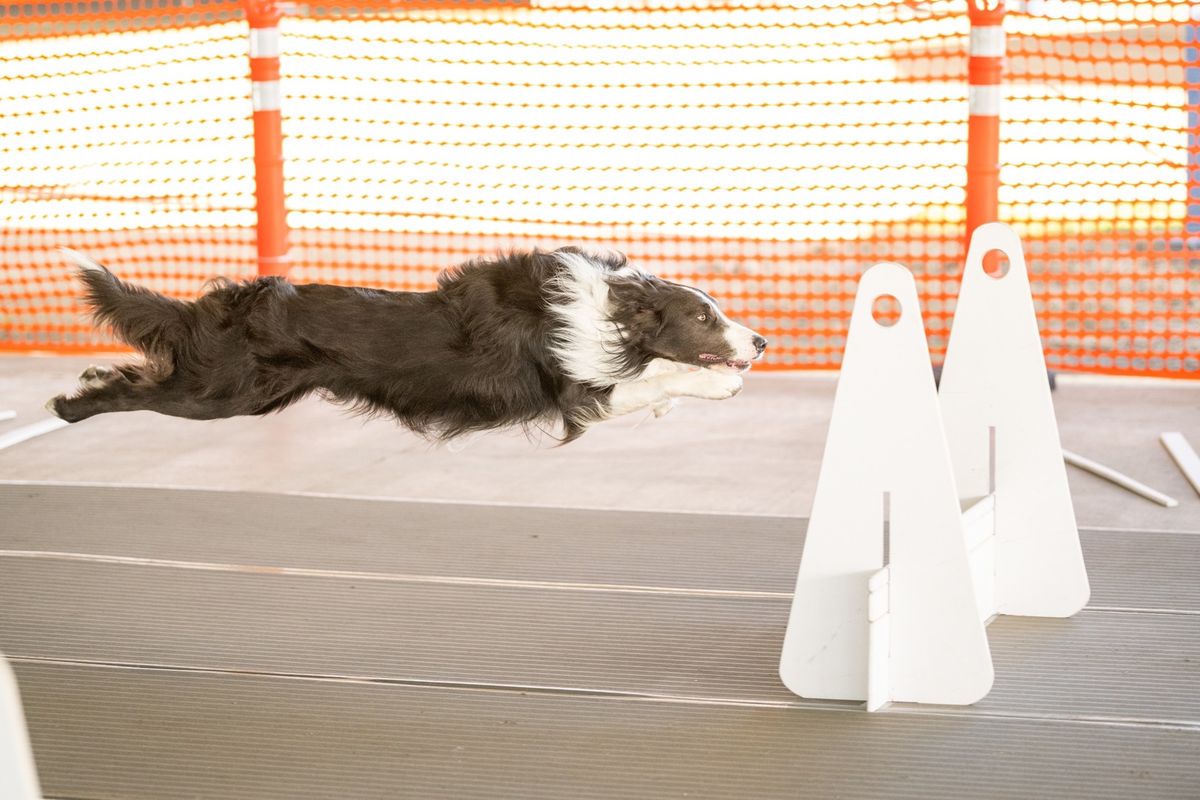 \u201cRunning on the Fly\u201d Flyball Tournament