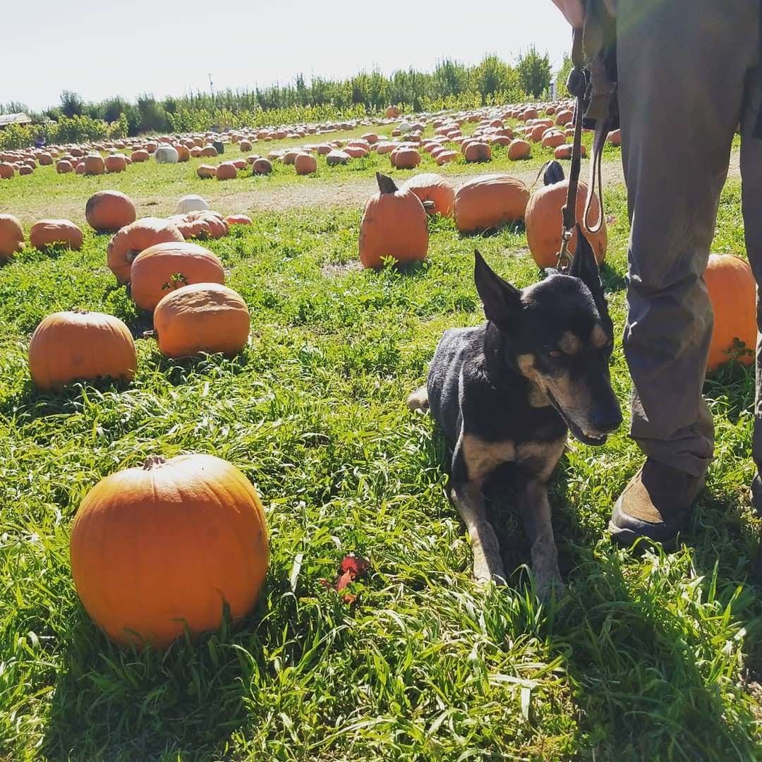 Witch Pick -Pumpkins