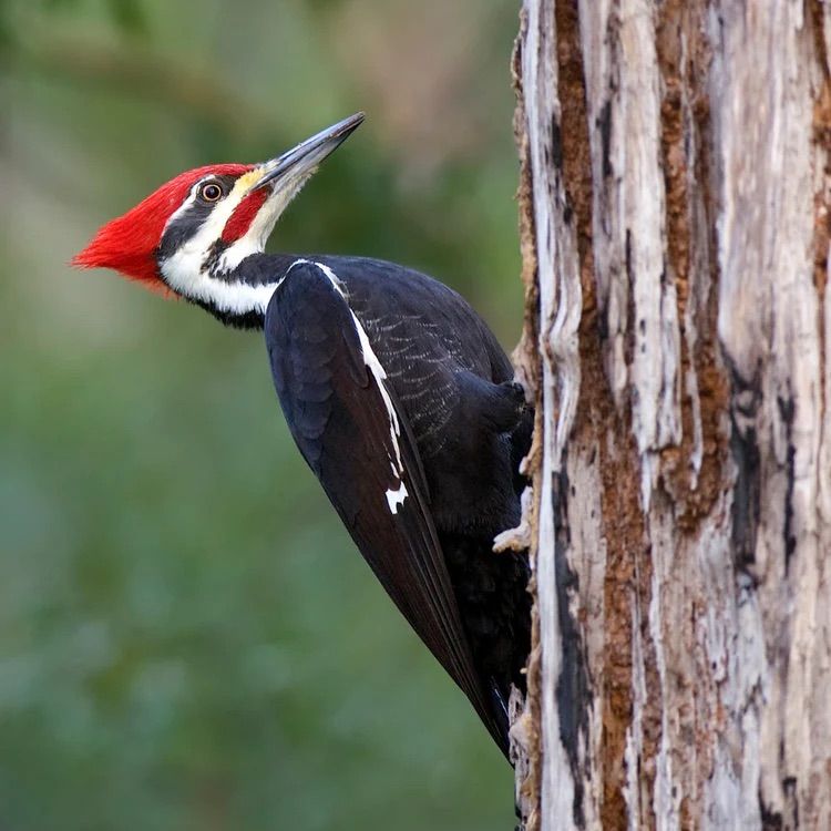 Woodpecker Walk - Estell Manor