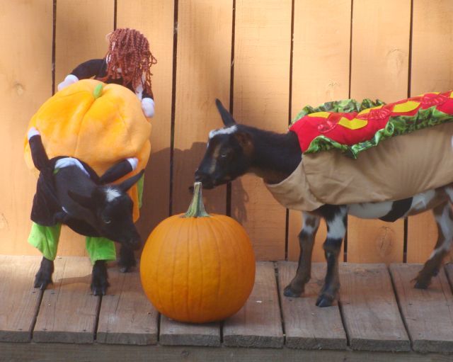 Halloween Goat Yoga