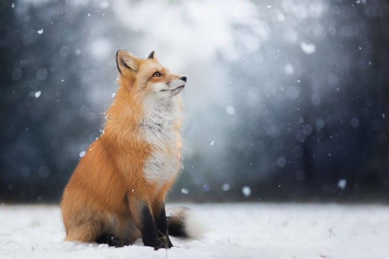 at the sign of the Dancing Fox  Return of the Winter Fox