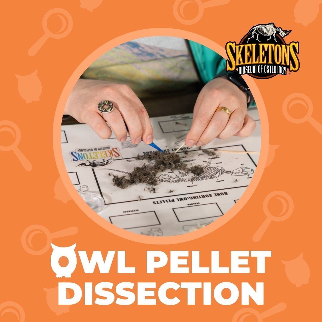 Owl Pellet Dissections