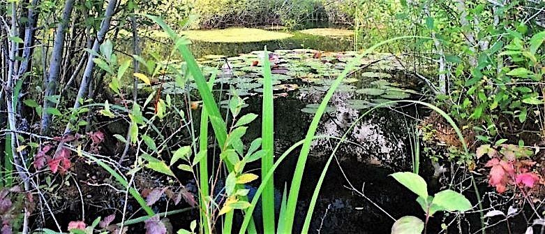 Monkton Nature Reserve - Thanet's Hidden Gem
