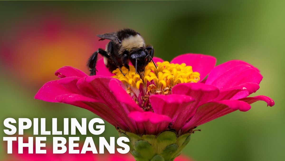 Spilling the Beans... on Planting for Pollinators!