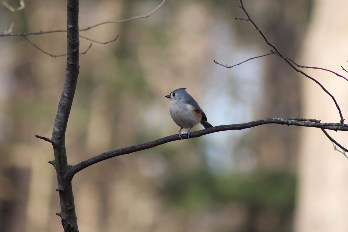 Sunday Birdwatching Group