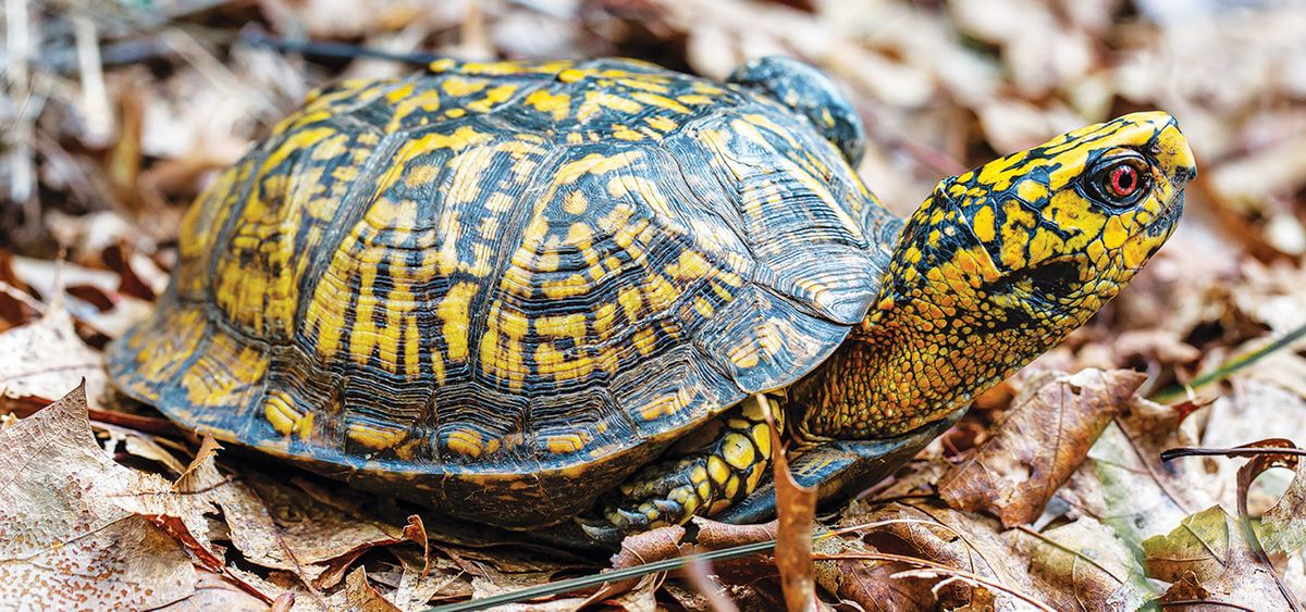 FULL - Tracking Turtles at Allee Memorial Woods