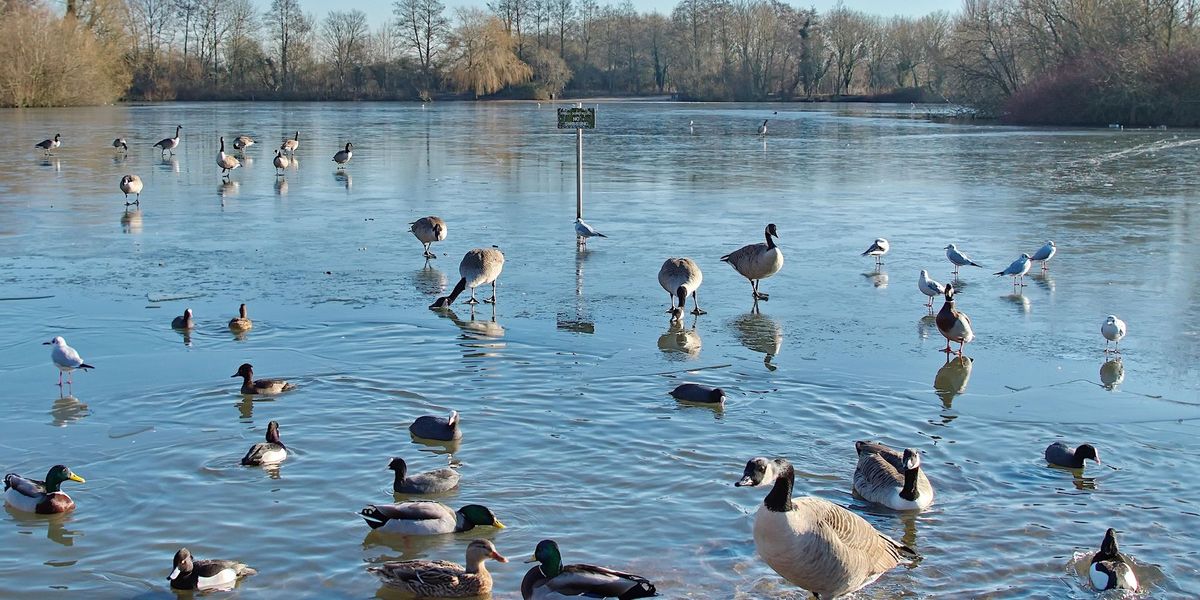 Nature Discovery Centre Bird Walk - November