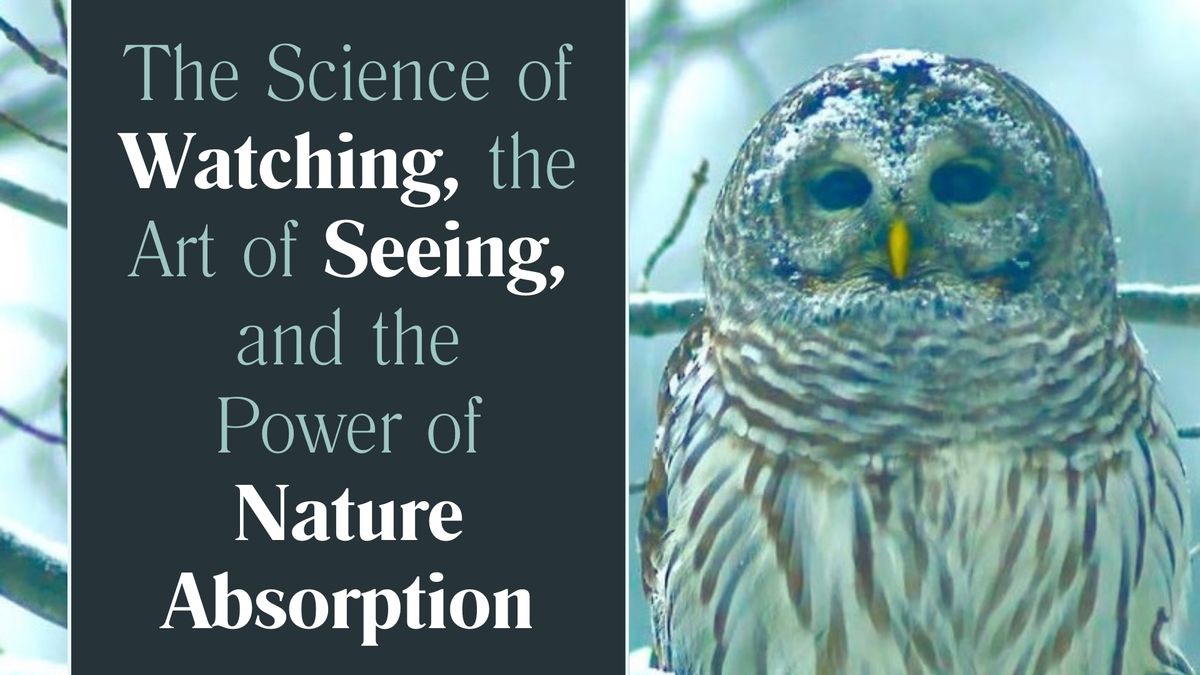 Midcoast Audubon: "The Science of Watching, the Art of Seeing, and the Power of Nature Absorption"