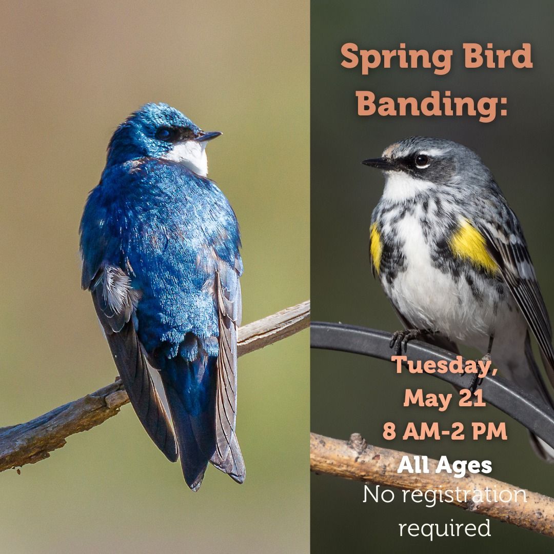 Spring Bird Banding
