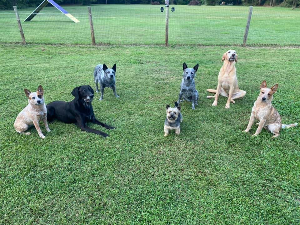 Northeastern Maryland Kennel Club Scent Work Trial