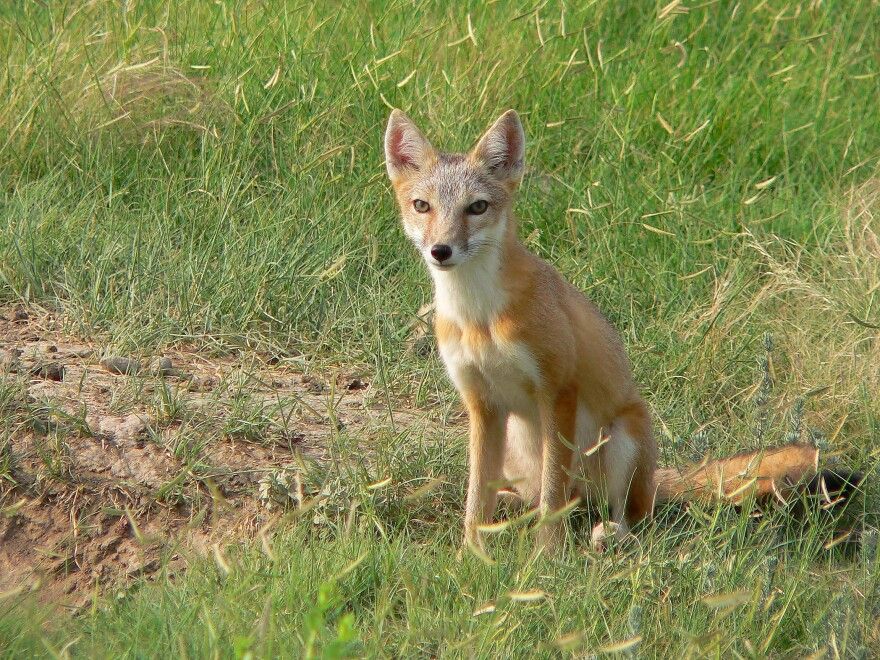 Wildlife On Tap: Swift Foxes