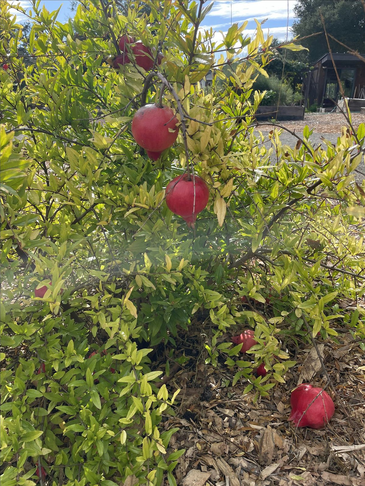 Library Talk-Perennial Edibles