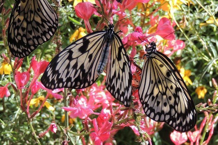 Butterfly Rainforest