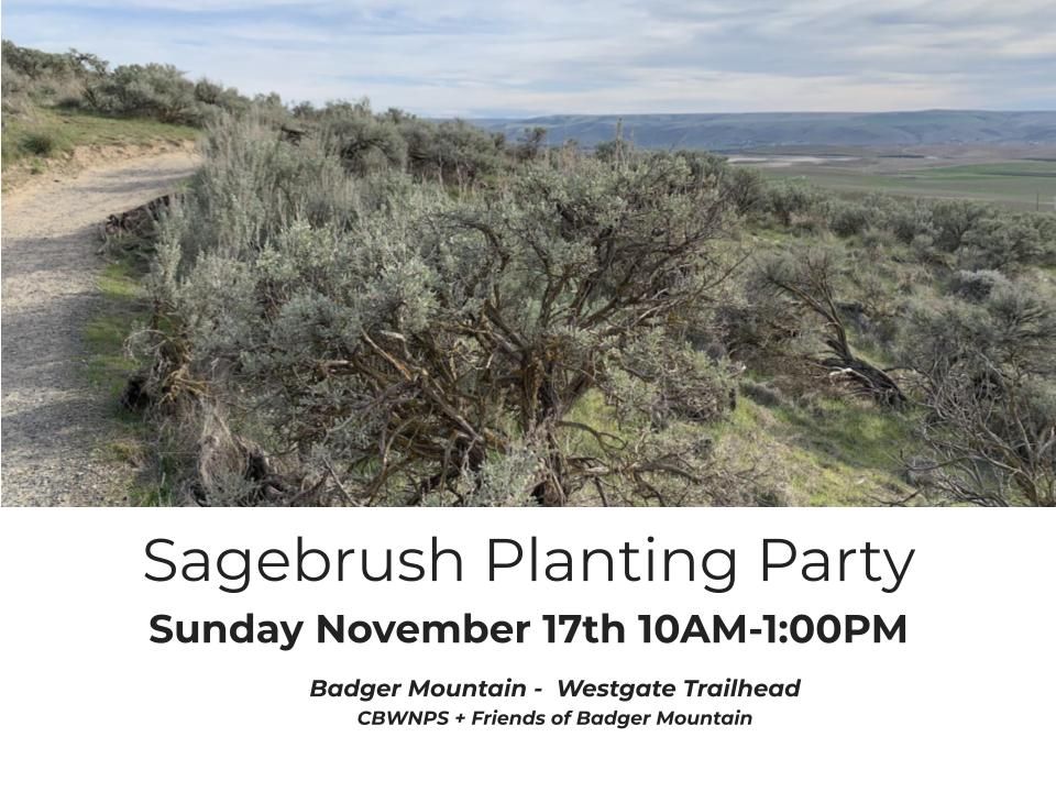 Sagebrush Planting at Badger Mountain Westgate Trailhead