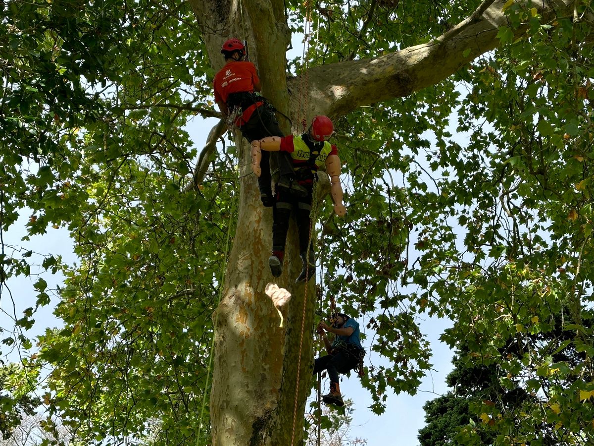 NZARB Auckland Tree Climbing Competition