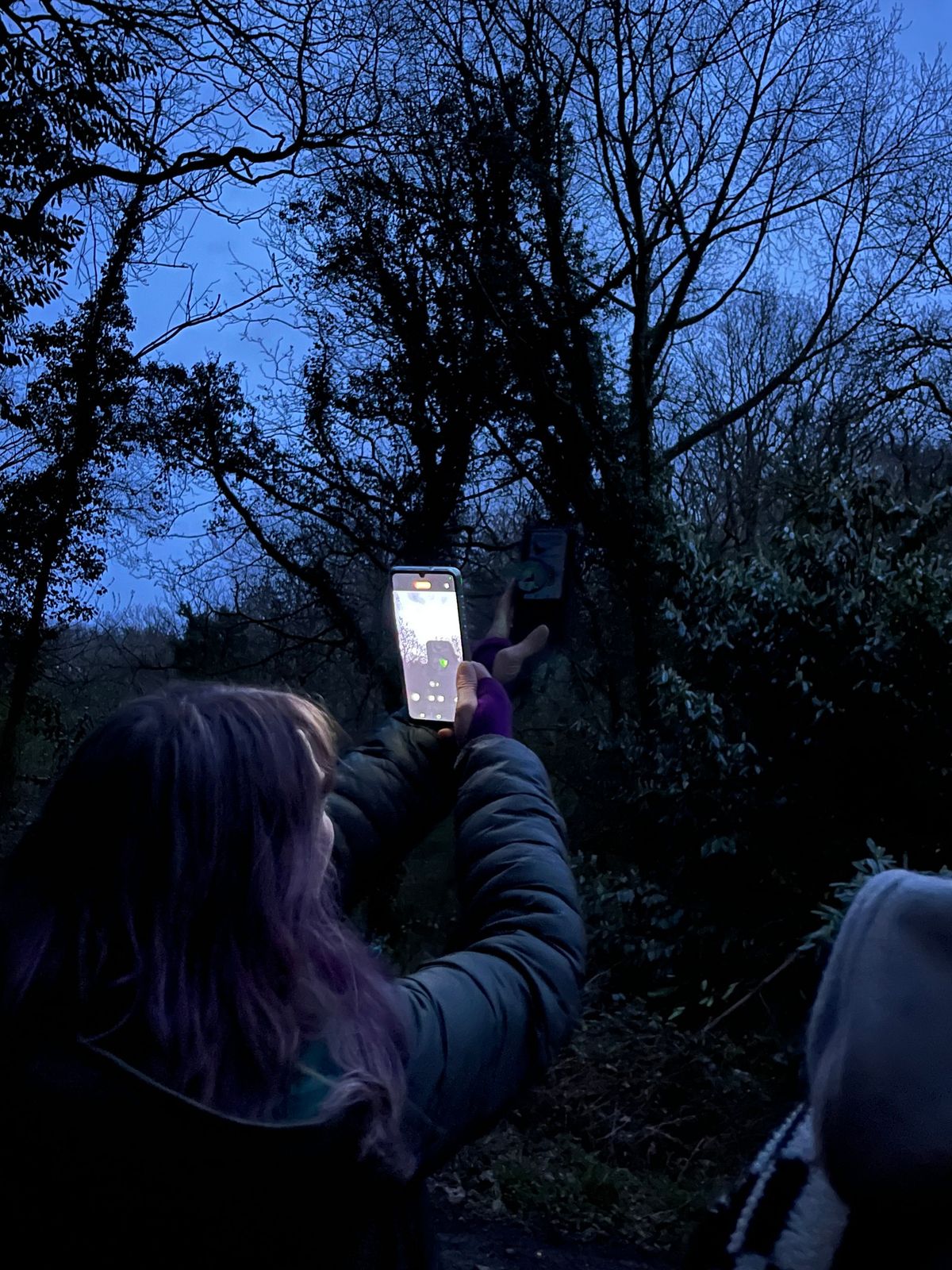 Bat Walk - Coed Bach & Y Cwm (Longford)