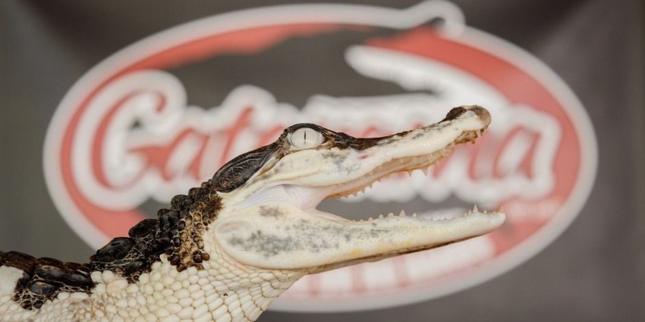 Gatorama Day Trip & Lunch  