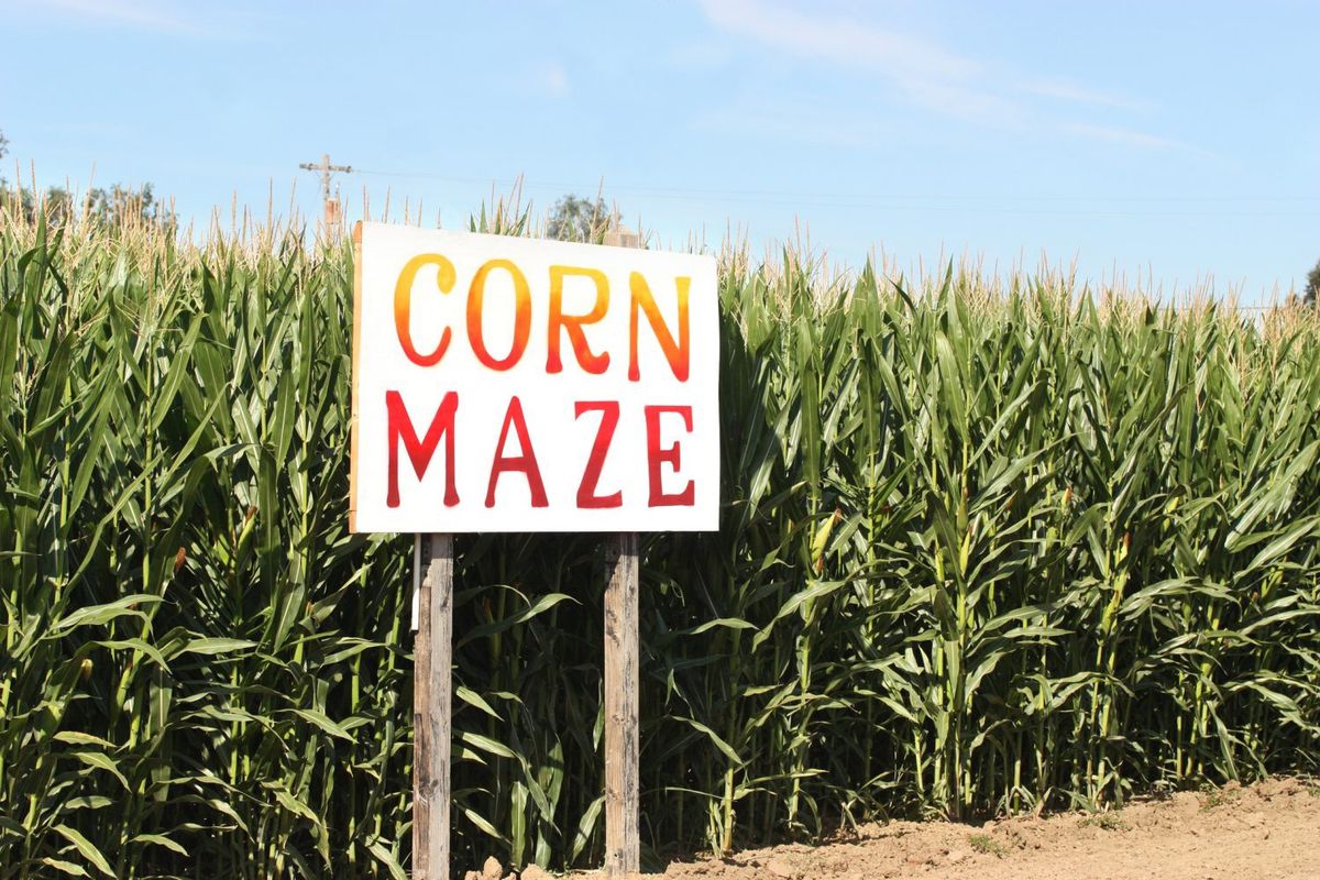 Hayride to the Corn Maze and Pumpkin patch 