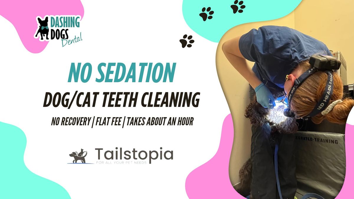 Dog & Cat Teeth Cleaning - Burnaby