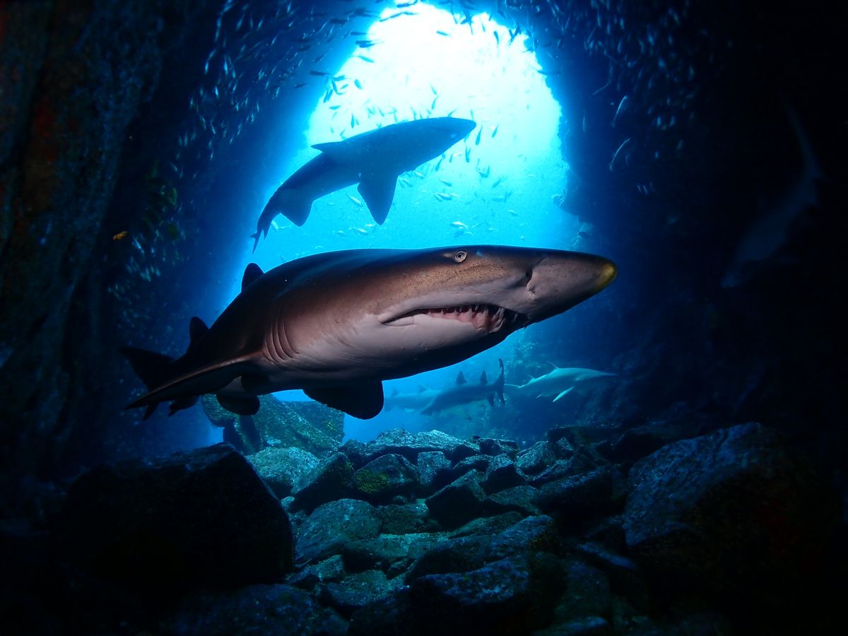 Fish Rock, South West Rocks