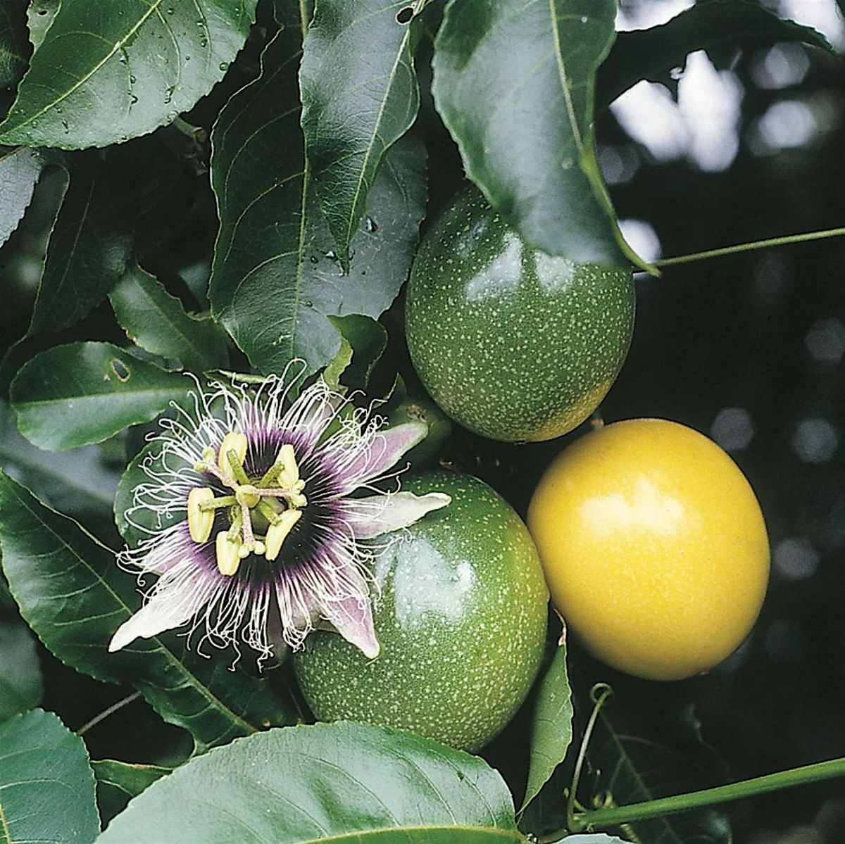 Tropical Crops and Summer Veggies explained
