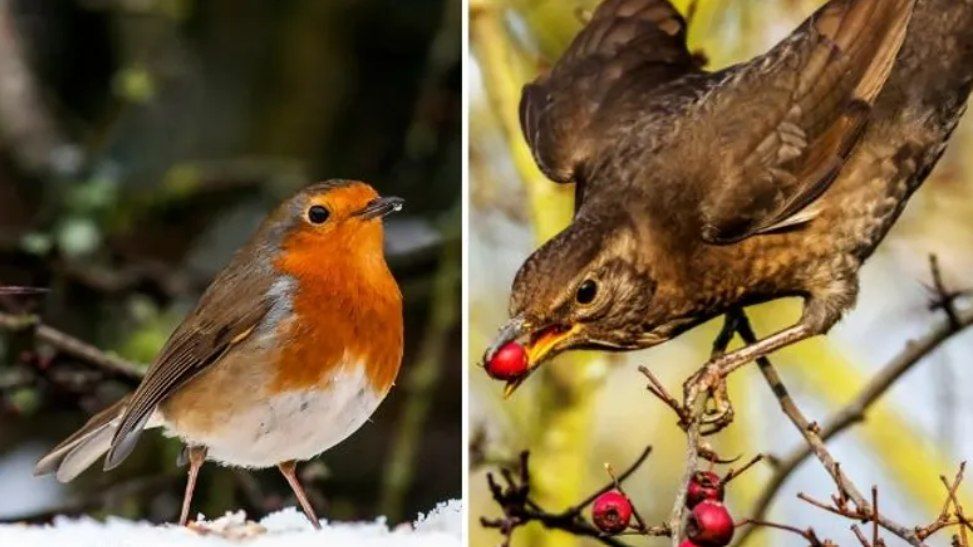 New Years Morning Bird Walk