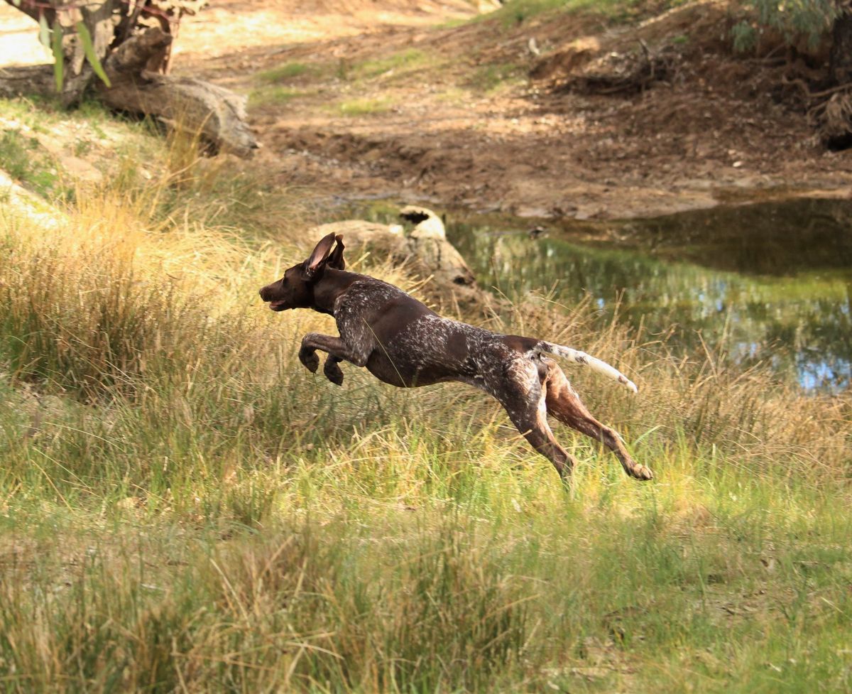 VGC Retrieving Trial