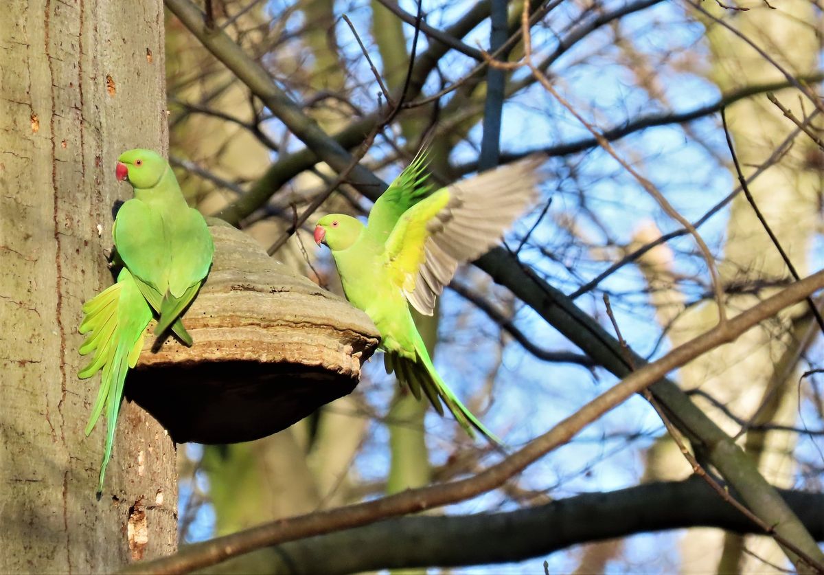 Slaapplaatstelling Halsbandparkieten