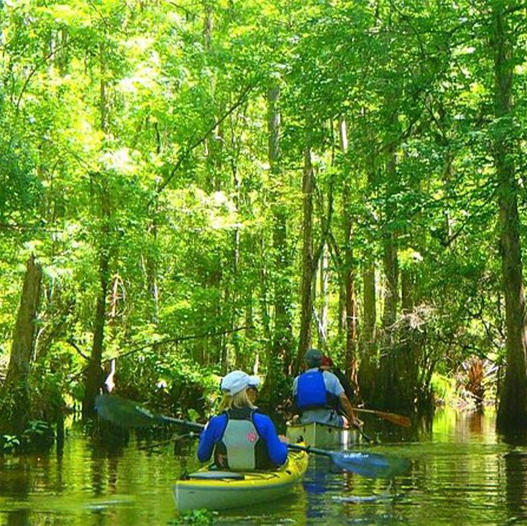 2-Hour Cypress Forest Guided Kayak Tour in Orlando