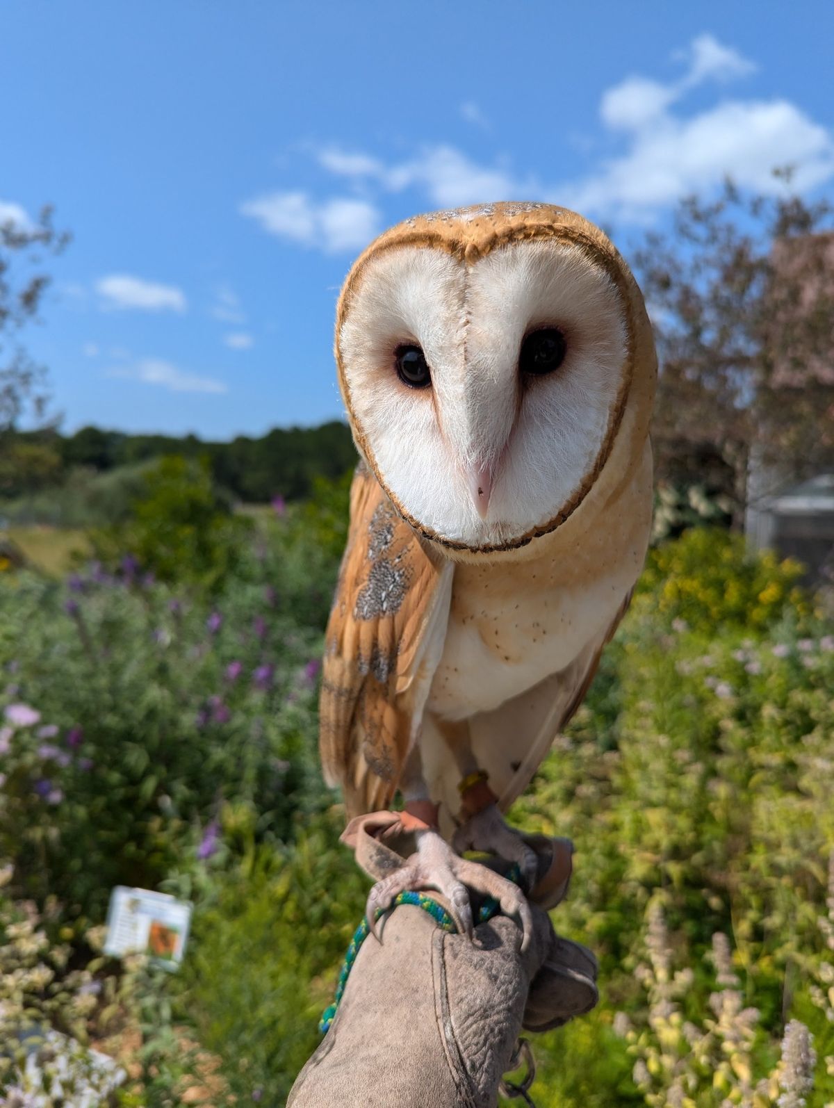 Winter Wiggles: Featuring Casper the Barn Owl