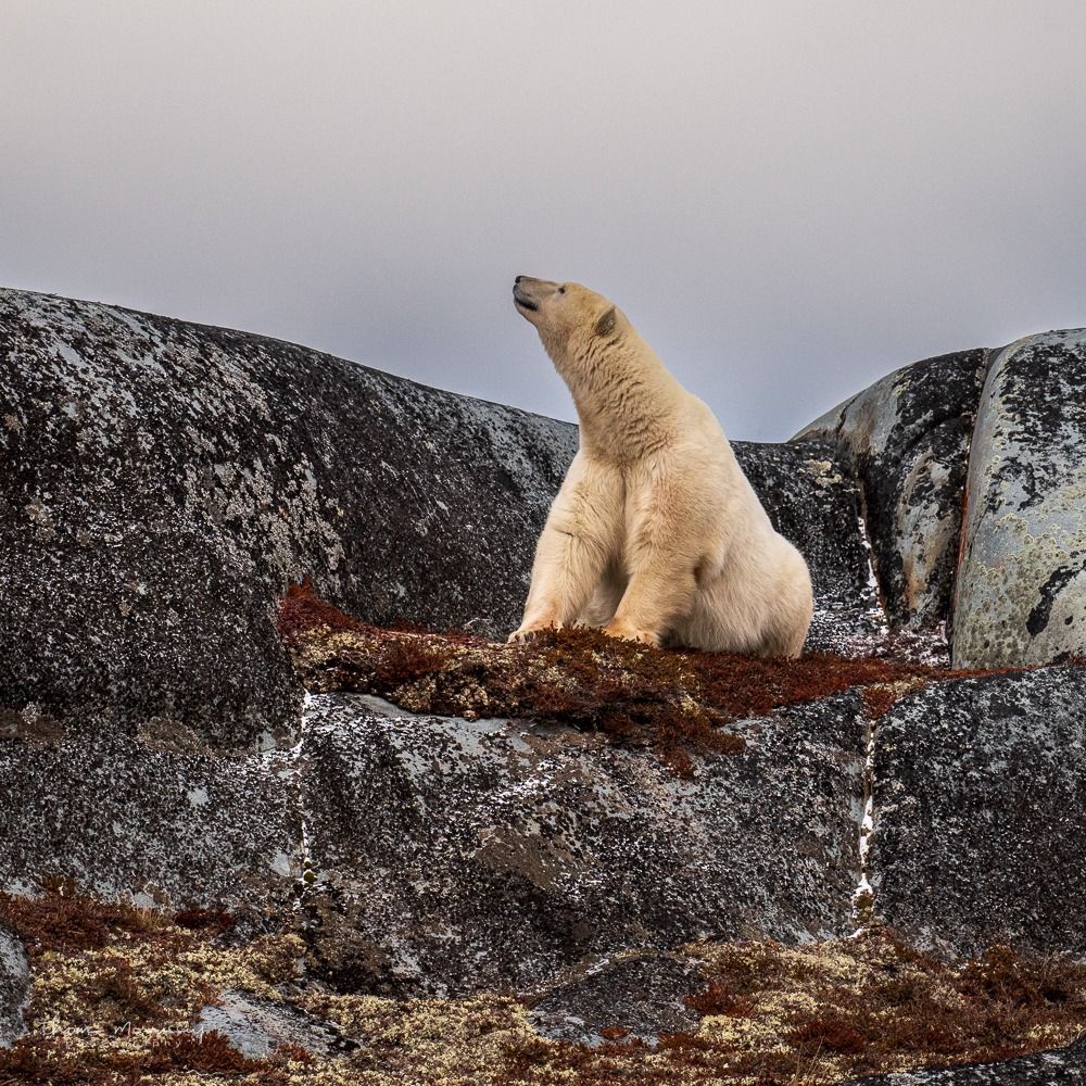 Polar Bears in Churchill 