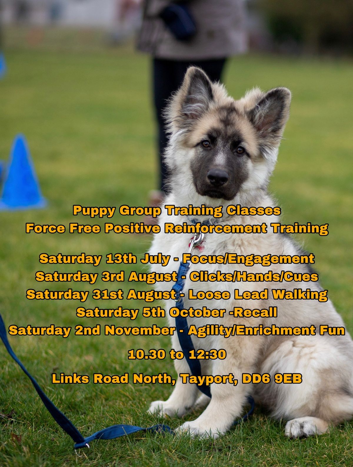 Puppy Group Training Classes
