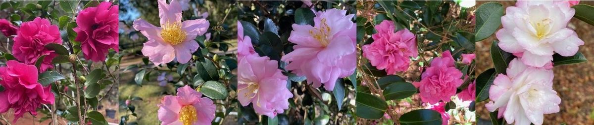 Fall Camellia Festival