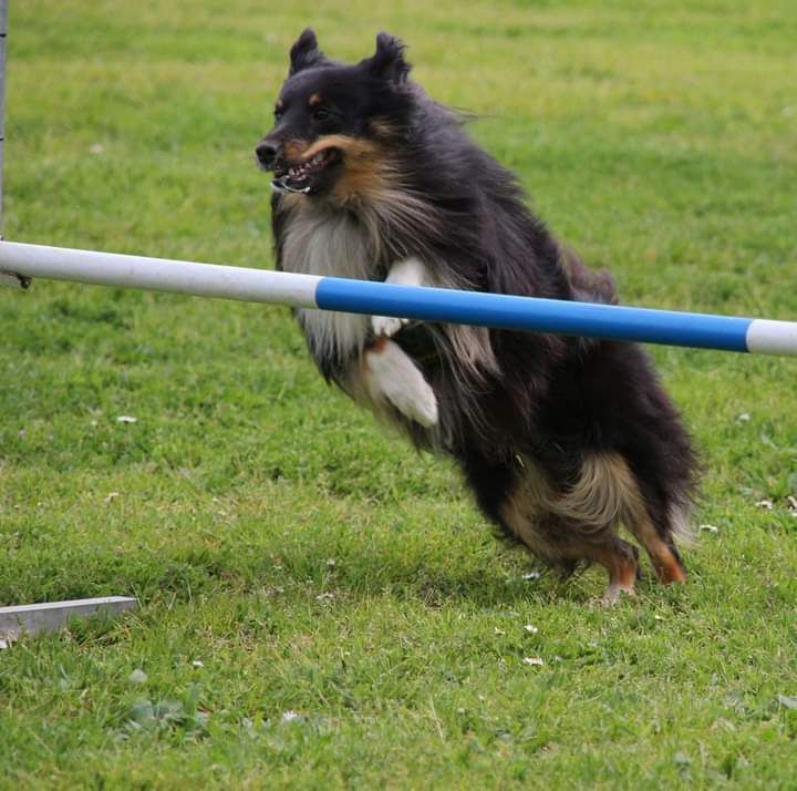 Concours Agility Club Canin de Bischheim 