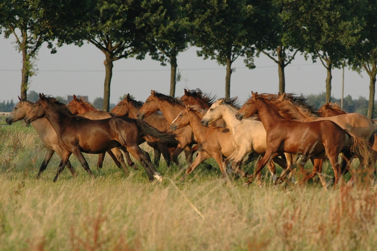 The Intuitive Rider Individual Lesson Clinic