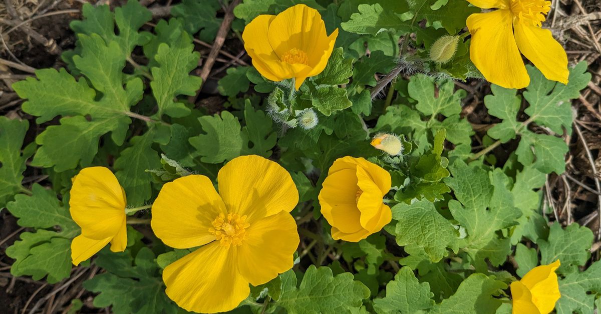 Native Plant Speaker Series: Gardening for Birds with Courtney Denning from Deeply Rooted Landscapes