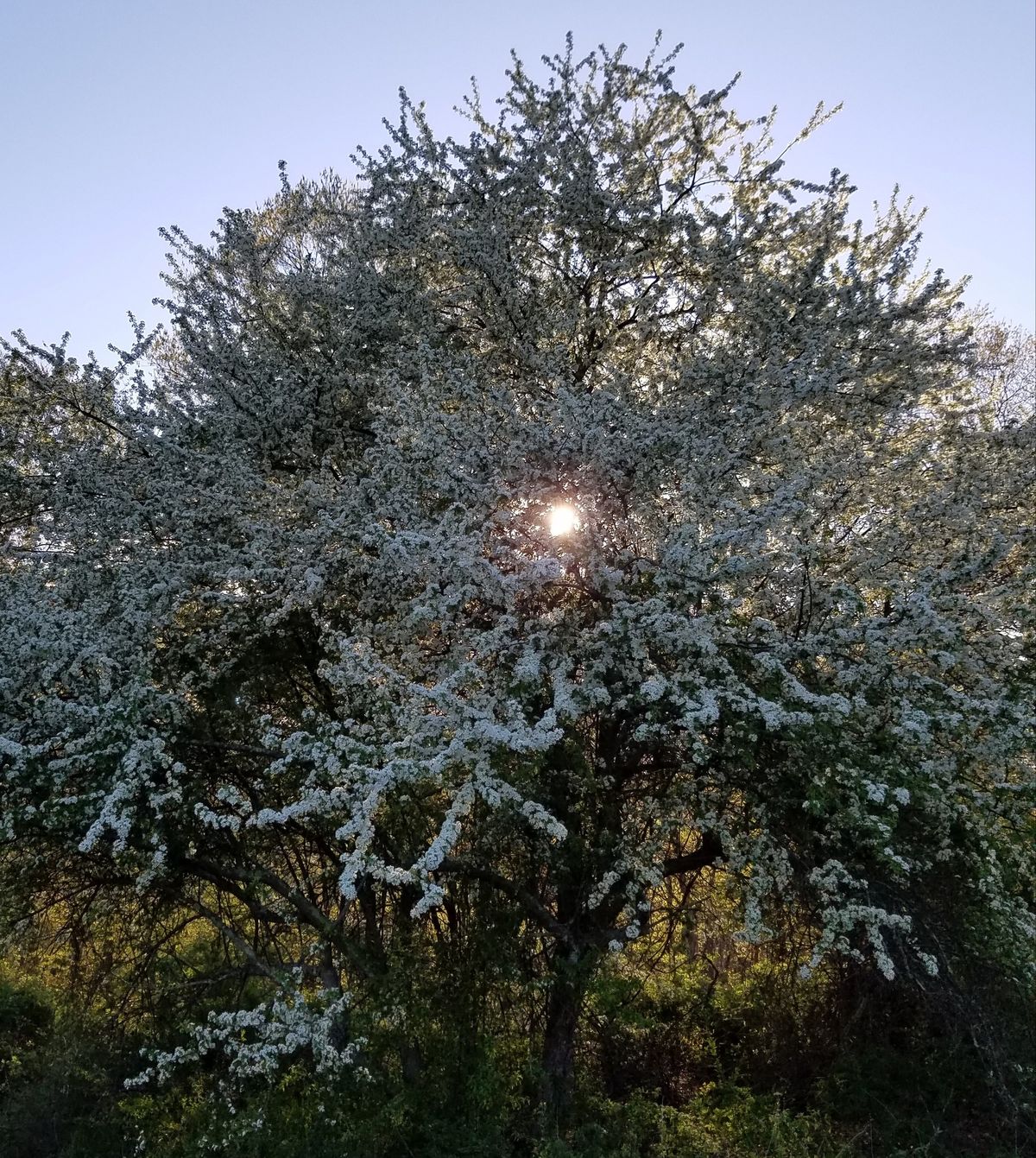 Celtic Tree Medicine Training Program