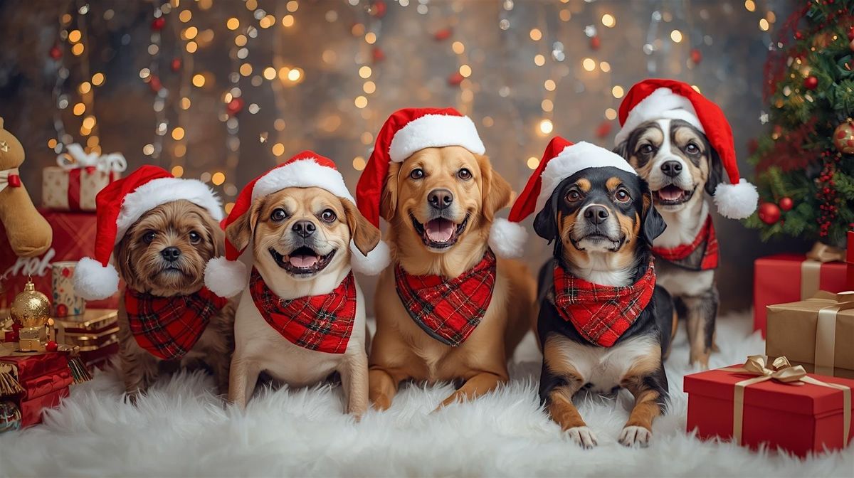 Puppy Love's Holiday Pet Photos  - Maple