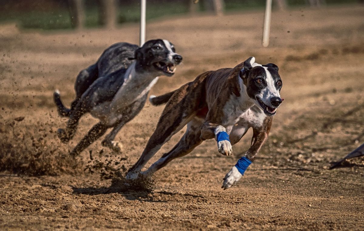 Romford Greyhound Racing with Sudbury Oddfellows