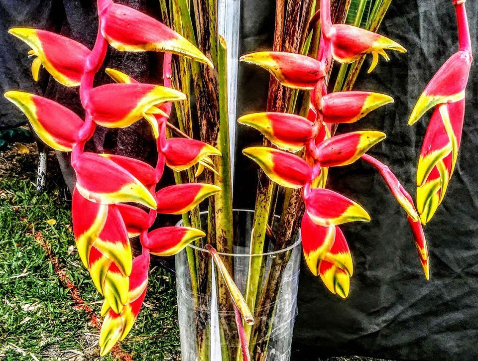 Exotics & Orchids Sale